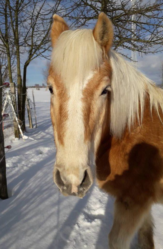 Rita - Pferd Vera Himmelsgespräch - Tierkommunikation mit verstorbenen Tieren