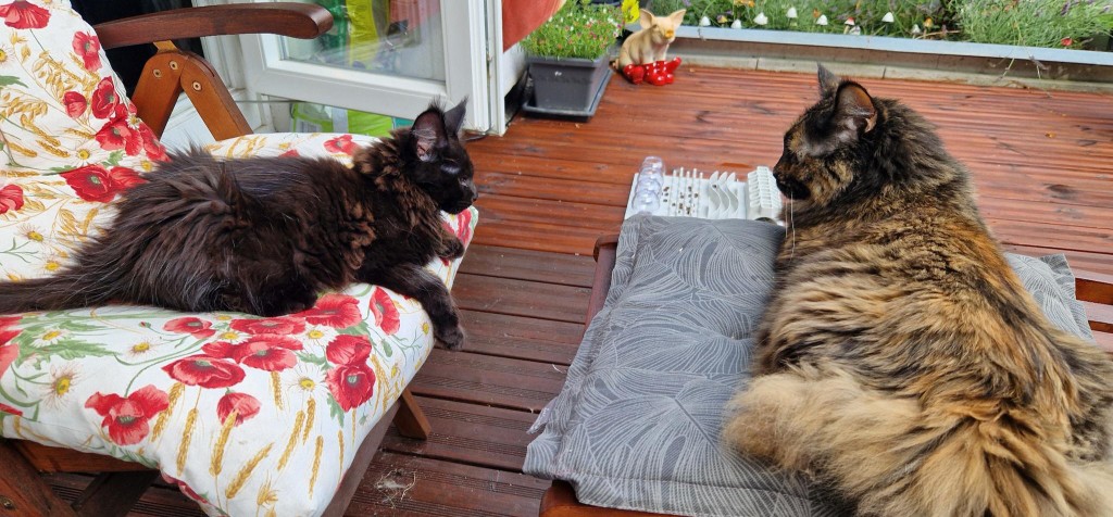 Zusammenführung von Katzen - Niki und Schok im Garten